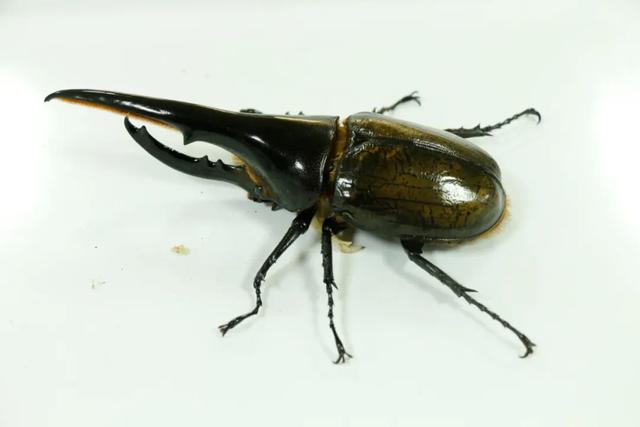 广州海关破获一起寄递渠道走私甲虫进境案 查获各类甲虫200余只