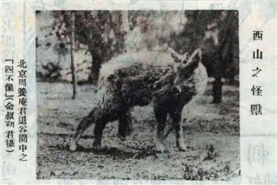 中华斑羚现国家植物园距上次发现时隔近百年