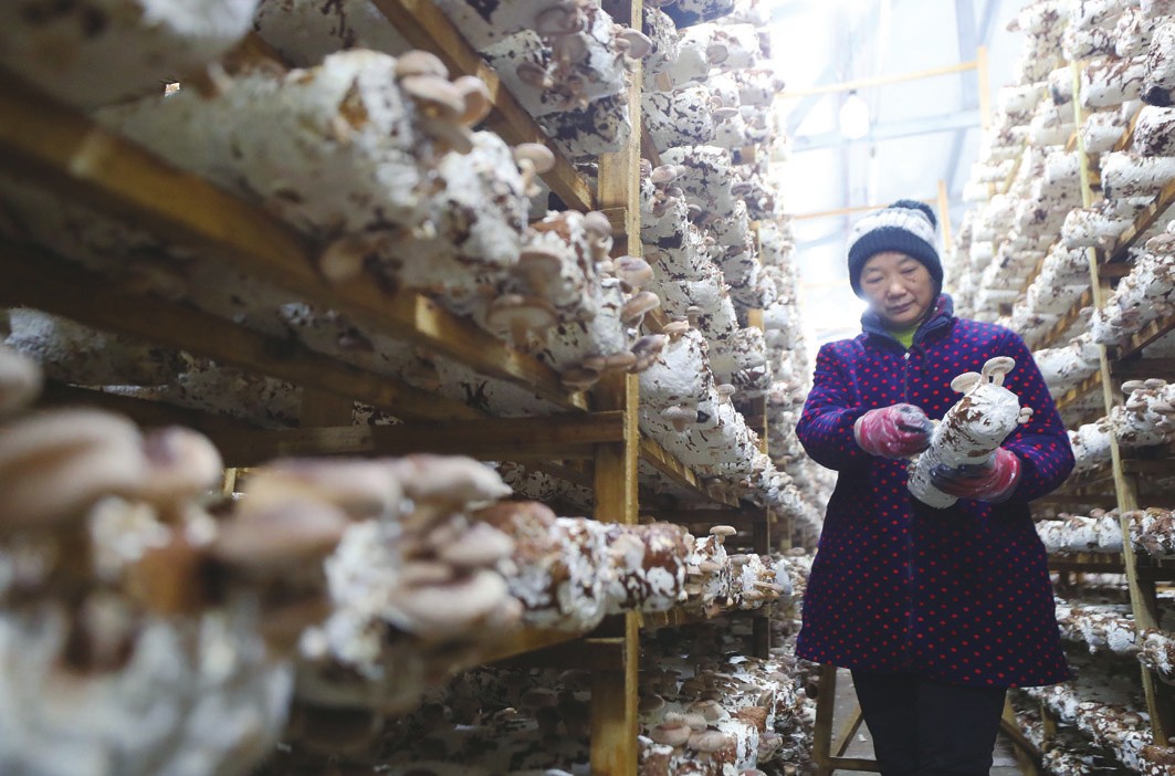 湖南衡东：利用山林资源优势发展香菇产业